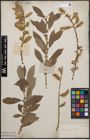 Foto von Salix cinerea L.